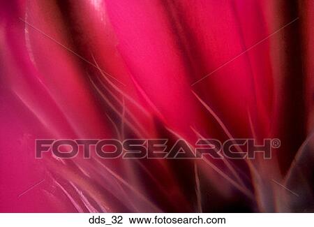 Stock Image - Close-up of a red flower. Fotosearch