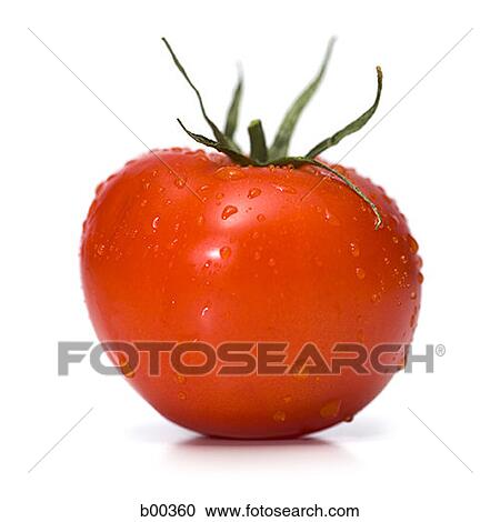 Close-up of a tomato (Lycopersicon esculentum cerasiforme) View Large Photo Image Stock Image - Close-up of a tomato (Lycopersicon esculentum cerasiforme). Fotosearch