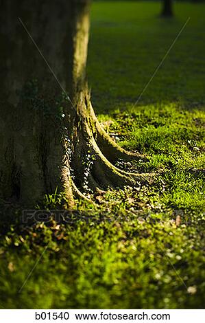 Close-up of a tree trunk View Large Photo Image Stock Image - Close-up of a tree trunk. Fotosearch