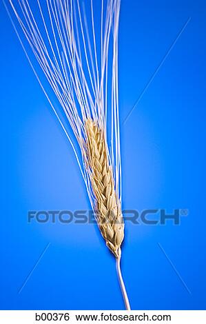 Close-up of a wheat stem View Large Photo Image Stock Photograph - Close-up of a wheat stem. Fotosearch
