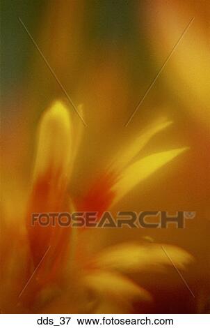 Stock Photo - Close-up of a yellow and red flower. Fotosearch