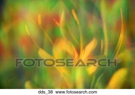 Close-up of a yellow flower View Large Photo Image Stock Photo - Close-up of a yellow flower. Fotosearch