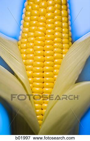 Close-up of an ear of corn View Large Photo Image Stock Photo - Close-up of an ear of corn. Fotosearch
