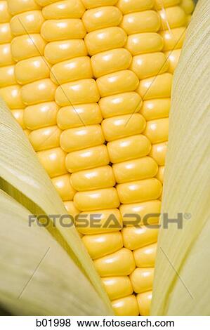Close-up of an ear of corn View Large Photo Image Stock Photo - Close-up of an ear of corn. Fotosearch
