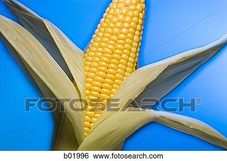 Close-up of an ear of corn View Large Photo Image Stock Photograph - Close-up of an ear of corn. Fotosearch