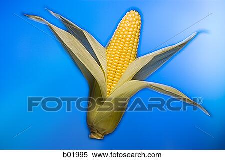 Close-up of an ear of corn View Large Photo Image Stock Photography - Close-up of an ear of corn. Fotosearch