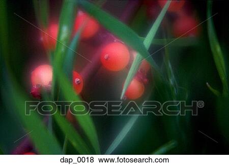 Stock Photo - Close-up of berries and leaves. Fotosearch