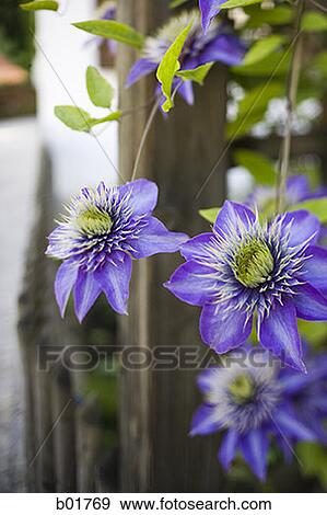 Close-up of blue flowers View Large Photo Image Stock Photo - Close-up of blue flowers. Fotosearch
