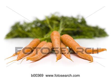 Close-up of bunch of carrots (Daucus carota sativa) View Large Photo Image Stock Photo - Close-up of bunch of carrots (Daucus carota sativa). Fotosearch