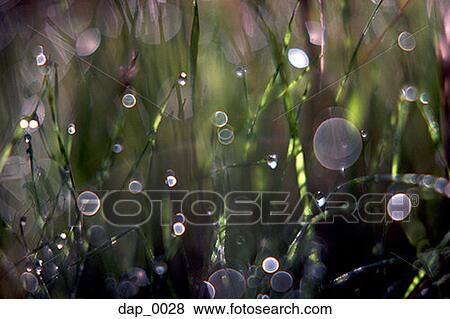 Close-up of dew drops on grass View Large Photo Image Stock Photo - Close-up of dew drops on grass. Fotosearch