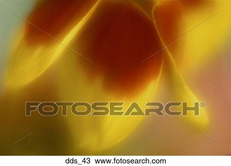 Stock Image - Close-up of flower petals. Fotosearch