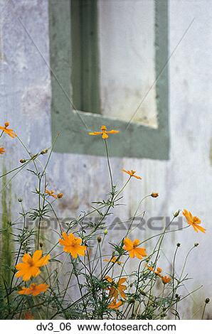 Close-up of flowers growing under a window View Large Photo Image Stock Photograph - Close-up of flowers growing under a window. Fotosearch