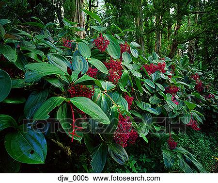 Close-up of flowers in a forest View Large Photo Image Stock Photography - Close-up of flowers in a forest. Fotosearch