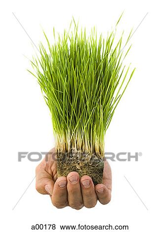 Close-up of grass growing in soil on a person's palm View Large Photo Image Stock Photo - Close-up of grass growing in soil on a person's palm. Fotosearch
