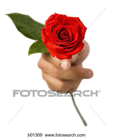 Close-up of hand holding a rose View Large Photo Image Stock Photo - Close-up of hand holding a rose. Fotosearch