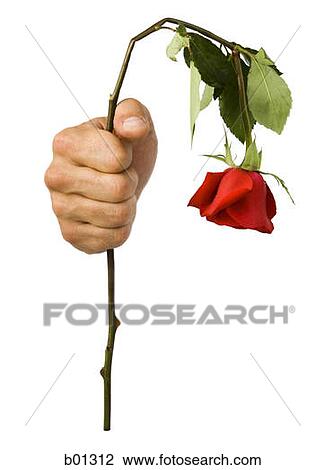 Close-up of hand holding a wilted rose View Large Photo Image Stock Image - Close-up of hand holding a wilted rose. Fotosearch