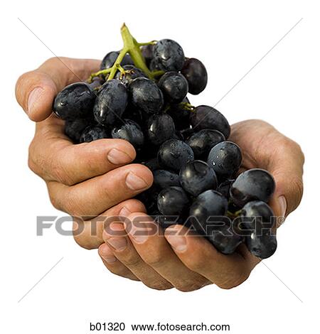 Close-up of hands holding a bunch of grapes View Large Photo Image Stock Image - Close-up of hands holding a bunch of grapes. Fotosearch