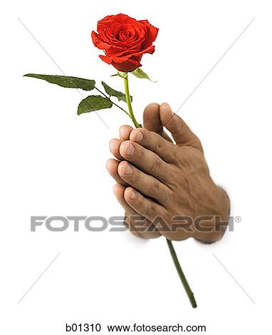 Close-up of hands holding a rose View Large Photo Image Stock Image - Close-up of hands holding a rose. Fotosearch