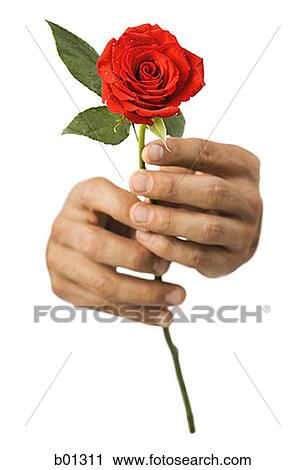 Close-up of hands holding a rose View Large Photo Image Stock Image - Close-up of hands holding a rose. Fotosearch
