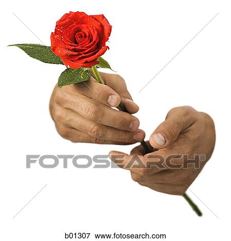 Close-up of hands holding a rose View Large Photo Image Stock Photo - Close-up of hands holding a rose. Fotosearch