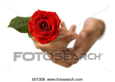 Close-up of hands holding a rose View Large Photo Image Stock Photo - Close-up of hands holding a rose. Fotosearch