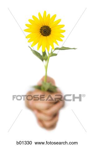 Stock Image - Close-up of hands holding a yellow flower. Fotosearch