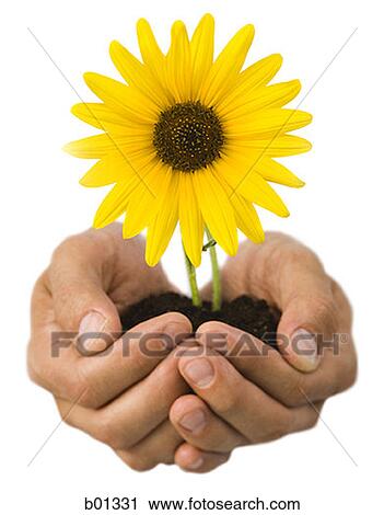 Close-up of hands holding a yellow flower growing out of soil View Large Photo Image Stock Image - Close-up of hands holding a yellow flower growing out of soil. Fotosearch