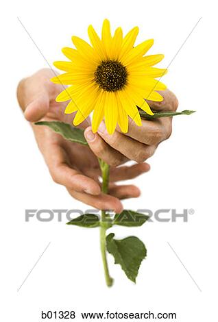 Close-up of hands holding a yellow flower View Large Photo Image Stock Photo - Close-up of hands holding a yellow flower. Fotosearch