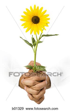 Close-up of hands holding a yellow flower View Large Photo Image Stock Photo - Close-up of hands holding a yellow flower. Fotosearch