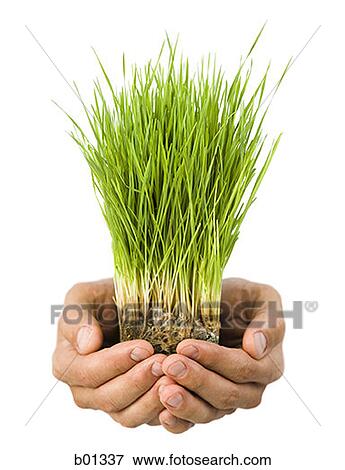 Close-up of hands holding grass View Large Photo Image Stock Photo - Close-up of hands holding grass. Fotosearch