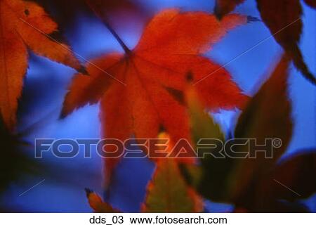 Stock Image - Close-up of leaves on an oak tree. Fotosearch