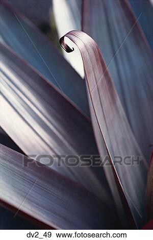 Close-up of leaves View Large Photo Image Stock Photo - Close-up of leaves. Fotosearch