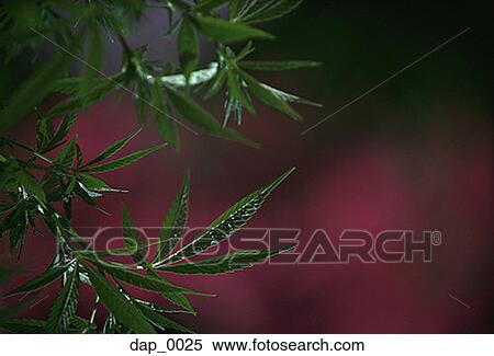 Close-up of leaves View Large Photo Image Stock Photography - Close-up of leaves. Fotosearch
