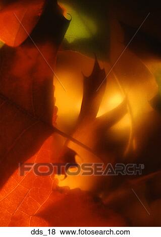 Stock Photo - Close-up of maple leaves. Fotosearch