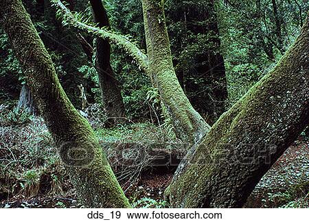 Stock Photo - Close-up of moss covered tree trunks in a forest. Fotosearch
