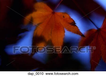 Stock Image - Close-up of oak tree leaves. Fotosearch