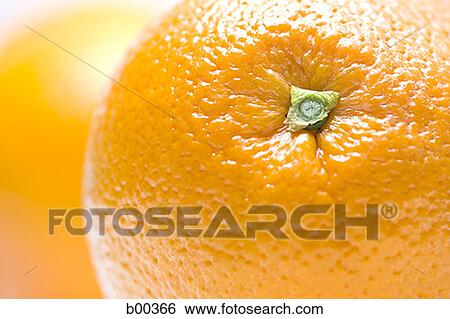 Close-up of oranges (citrus sinensis) View Large Photo Image Stock Photograph - Close-up of oranges (citrus sinensis). Fotosearch