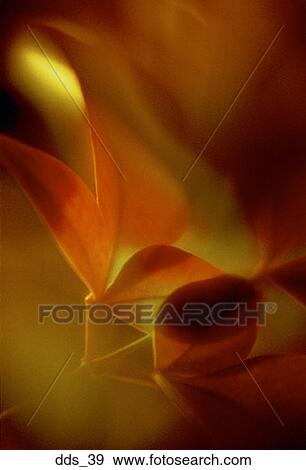 Stock Photo - Close-up of red leaves. Fotosearch
