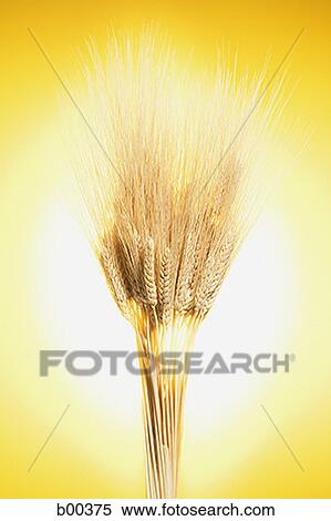 Close-up of wheat stems View Large Photo Image Stock Photography - Close-up of wheat stems. Fotosearch