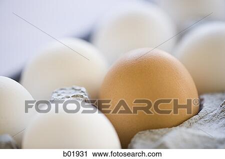 Close-up of white eggs and one brown egg in an egg carton View Large Photo Image Stock Image - Close-up of white eggs and one brown egg in an egg carton. Fotosearch