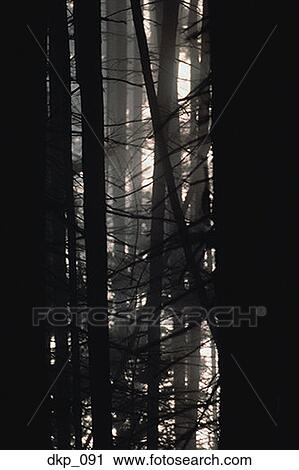 Close-up silhouettes of tree trunks in a forest View Large Photo Image Stock Image - Close-up silhouettes of tree trunks in a forest. Fotosearch