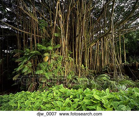 Exotic tree in a forest View Large Photo Image Stock Photo - Exotic tree in a forest. Fotosearch