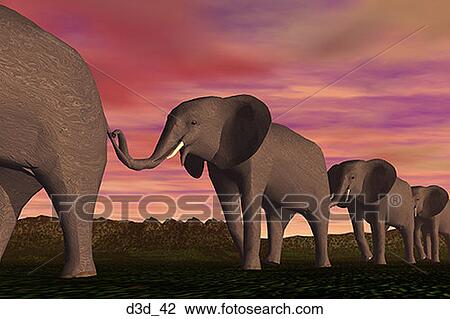 Stock Image - Four elephants walking in a row. Fotosearch