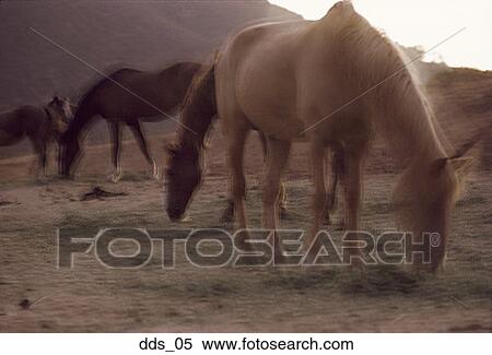 Group of horses grazing in a field View Large Photo Image Stock Photography - Group of horses grazing in a field. Fotosearch
