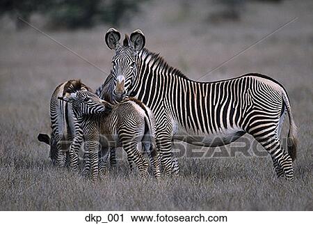 Herd of zebras in the wild View Large Photo Image Stock Image - Herd of zebras in the wild. Fotosearch