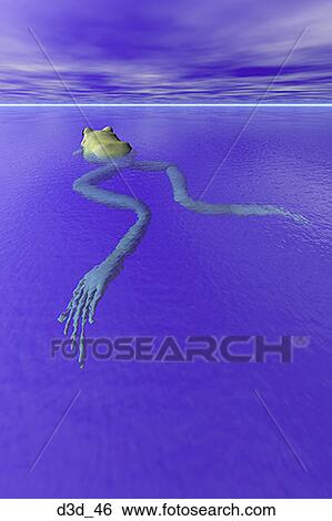 Stock Photograph - High angle view of a frog in the water. Fotosearch