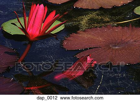 High angle view of a lotus flower in a pond View Large Photo Image Stock Image - High angle view of a lotus flower in a pond. Fotosearch