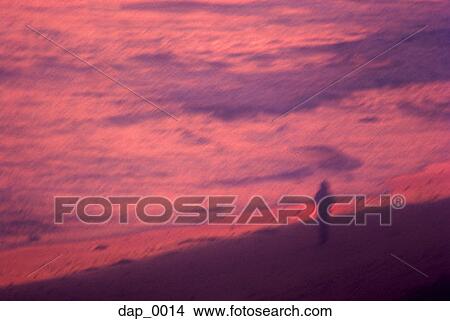 High angle view of a person standing on the beach at sunset View Large Photo Image Picture - High angle view of a person standing on the beach at sunset. Fotosearch