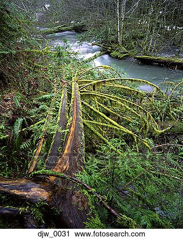 High angle view of a river flowing through a forest View Large Photo Image Stock Image - High angle view of a river flowing through a forest. Fotosearch