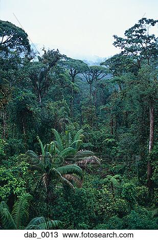High angle view of a tropical jungle View Large Photo Image Stock Image - High angle view of a tropical jungle. Fotosearch